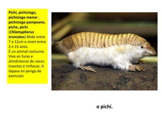 o pichí.
Pichí, pichiciego,
pichiciego menor ,
pichiciego pampeano,
piche, pichi.
(Chlamyphorus
truncatus) Mide entre
7 e 12cm e viven entre
2 e 15 anos.
É un animal nocturno.
Vive en furas e
aliméntanse de raices
insectos e miñocas. A
tópase en perigo de
extinción
 