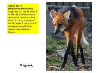 Aguará guazú.
(Chrysocyon brachyurus)
Chega aos 107 cm de altura e
acada 125 cm de lonxitude,
aos que hai que sumarlle os
45 cm do rabo. Pode pesar
ata 34 quilos. A estructura do
seu corpo semella a dun
raposo coas patas moi
longas.
O aguará,
 