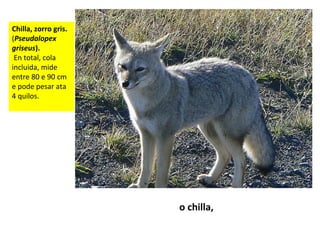 Chilla, zorro gris.
(Pseudalopex
griseus).
En total, cola
incluida, mide
entre 80 e 90 cm
e pode pesar ata
4 quilos.
o chilla,
 