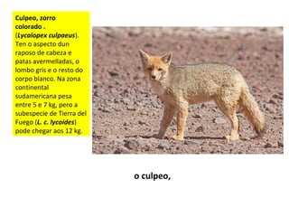 Culpeo, zorro
colorado .
(Lycalopex culpaeus).
Ten o aspecto dun
raposo de cabeza e
patas avermelladas, o
lombo gris e o resto do
corpo blanco. Na zona
continental
sudamericana pesa
entre 5 e 7 kg, pero a
subespecie de Tierra del
Fuego (L. c. lycoides)
pode chegar aos 12 kg.
o culpeo,
 