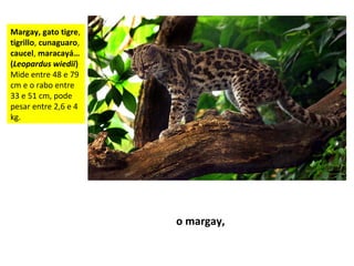 Margay, gato tigre,
tigrillo, cunaguaro,
caucel, maracayá…
(Leopardus wiedii)
Mide entre 48 e 79
cm e o rabo entre
33 e 51 cm, pode
pesar entre 2,6 e 4
kg.
o margay,
 
