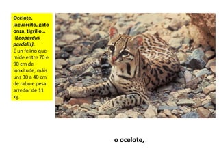 Ocelote,
jaguarcito, gato
onza, tigrillo…
(Leopardus
pardalis).
É un felino que
mide entre 70 e
90 cm de
lonxitude, máis
uns 30 a 40 cm
de rabo e pesa
arredor de 11
kg.
o ocelote,
 