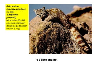 Gato andino,
chinchay, gato lince
ou osjo.
(Leopardus
jacobitus).
Mide entre 60 e 80
cm, máis uns 35 cm
de rabo e pode pesar
entre 4 e 7 kg;
e o gato andino.
 