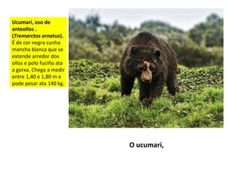 Ucumari, oso de
anteollos .
(Tremarctos ornatus).
É de cor negra cunha
mancha blanca que se
extende arredor dos
ollos e polo fuciño ata
a gorxa. Chega a medir
entre 1,40 e 1,80 m e
pode pesar ata 140 kg.
O ucumari,
 