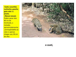 Coatí, cusumbo,
cuchucho, guache,
gato solo ou
pizote,
(Nasua nasua).
Poden pasar dos
80 cm de
lonxitude, a
metade,
aproximadamente
,correspóndelle ao
rabo e apenas
chegan aos 30 cm
de alto.
o coatí,
 