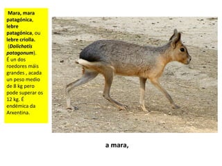 Mara, mara
patagónica,
lebre
patagónica, ou
lebre criolla.
(Dolichotis
patagonum).
É un dos
roedores máis
grandes , acada
un peso medio
de 8 kg pero
pode superar os
12 kg. É
endémica da
Arxentina.
a mara,
 