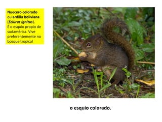 Nuecero colorado
ou ardilla boliviana.
(Sciurus ignitus).
É o esquío propio de
sudamérica. Vive
preferentemente no
bosque tropical
o esquío colorado.
 