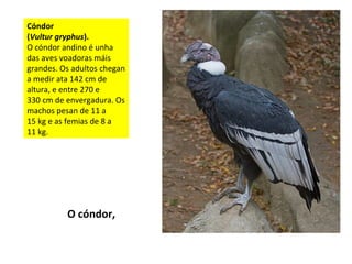 Cóndor
(Vultur gryphus).
O cóndor andino é unha
das aves voadoras máis
grandes. Os adultos chegan
a medir ata 142 cm de
altura, e entre 270 e
330 cm de envergadura. Os
machos pesan de 11 a
15 kg e as femias de 8 a
11 kg.
O cóndor,
 
