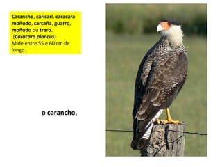 Carancho, caricari, caracara
moñudo, carcaña, guarro,
moñudo ou traro.
(Caracara plancus)
Mide entre 55 e 60 cm de
longo.
o carancho,
 