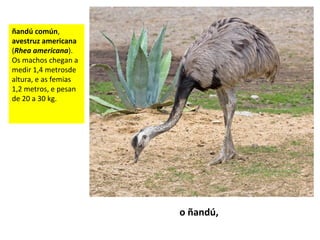 ñandú común,
avestruz americana
(Rhea americana).
Os machos chegan a
medir 1,4 metrosde
altura, e as femias
1,2 metros, e pesan
de 20 a 30 kg.
o ñandú,
 