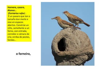 Hornero, casero,
Alonso…
(Furnarius rufus) .
É un paxaro que ten o
tamaño dun merlo e
vive en espazos
abertos. Constrúe un
niño, semellante a un
forno, con entrada,
corredor e cámara de
cría; enriba de postes,
farolas…
o forneiro,
 
