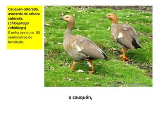 Cauquén colorado,
avutarda de cabeza
colorada.
(Chloephaga
rubidiceps)
É unha ave duns 50
centímetros de
lonxitude.
o cauquén,
 