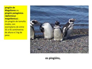 os pingüíns,
pingüín de
Magallanes ou
pingüín patagónico.
(Spheniscus
magellanicus) .
Un pingüín de tamaño
medio, con
exemplares de entre
35 e 45 centímetros
de altura e 3 kg de
peso.
 