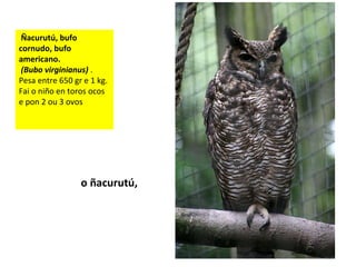 Ñacurutú, bufo
cornudo, bufo
americano.
(Bubo virginianus) .
Pesa entre 650 gr e 1 kg.
Fai o niño en toros ocos
e pon 2 ou 3 ovos
o ñacurutú,
 