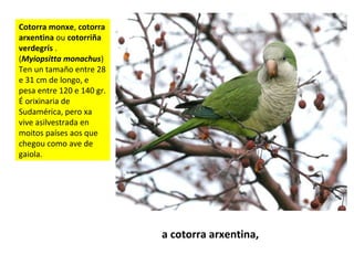 Cotorra monxe, cotorra
arxentina ou cotorriña
verdegrís .
(Myiopsitta monachus)
Ten un tamaño entre 28
e 31 cm de longo, e
pesa entre 120 e 140 gr.
É orixinaria de
Sudamérica, pero xa
vive asilvestrada en
moitos países aos que
chegou como ave de
gaiola.
a cotorra arxentina,
 