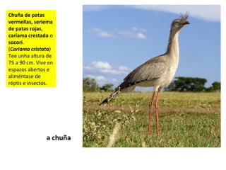 Chuña de patas
vermellas, seriema
de patas rojas,
cariama crestada o
socori.
(Cariama cristata)
Tee unha altura de
75 a 90 cm. Vive en
espazos abertos e
aliméntase de
réptis e insectos.
a chuña
 