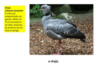 Chajá
(Chauna torquata)
É unha ave
emparentada cos
gansos. Mide uns
75 cm do peteiro
ao rabo, exclusiva
de América do Sur.
Está en perigo.
o chajá,
 
