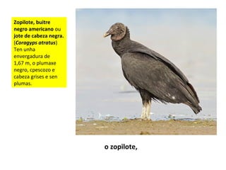 Zopilote, buitre
negro americano ou
jote de cabeza negra.
(Coragyps atratus)
Ten unha
envergadura de
1,67 m, o plumaxe
negro, cpescozo e
cabeza grises e sen
plumas.
o zopilote,
 