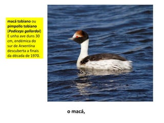 o macá,
macá tobiano ou
pimpollo tobiano
(Podiceps gallardoi)
E unha ave duns 30
cm, endémica do
sur de Arxentina
descuberta a finais
da década de 1970.
 