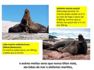 e outros moitos seres que nunca tiñan visto,
ata lobos do mar e elefantes mariños,
Lobo marino sudamericano.
(Otaria flavescens).
Os machos poden pesar uns 300 kg,
o doble que as femias
elefante marino austral
(Mirounga leonina). Os
machos poden acadar os 6 m
ou máis de largo e pesar ata
4.000 kg, mentras que as
femias non pasan dos 3 m nin
dos 900 kg.
 