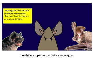 tamén se atoparon con outros morcegos
Morcego de rabo de rato
(Tadarida brasiliensis).
Ten case 9 cm de longo, e
pesa cerca de 15 gr.
 