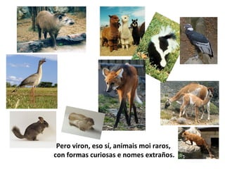 Pero viron, eso sí, animais moi raros,
con formas curiosas e nomes extraños.
 