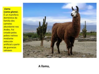 Llama
(Lama glama).
É un mamífero
doméstico da
familia dos
camelos
abundante nos
Andes. Foi
creado polos
pobos nativos
mediante
selección
artificial a partir
de guanacos
salvaxes
A llama,
 