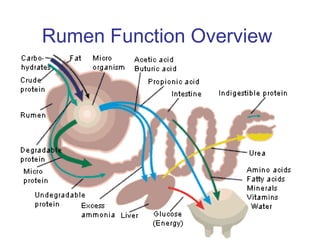 4 rumen fermentation | PPT