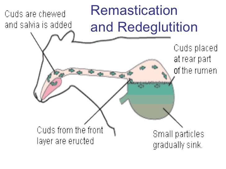 4 rumen fermentation diagram of nahco3 