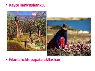 • Kaypi llank’ashanku.
• Mamanchis papata akllashan
 
