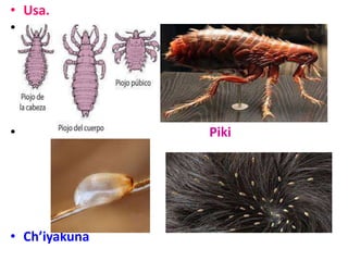 • Usa.
•
• Piki
• Ch’iyakuna
 