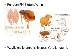 • Runatan Piki k’utun /kanin
• Wayllukuq khunpanchistapas k’utullantaqmi.
 