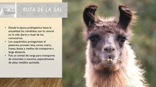 • Desde la época prehispánica hasta la
actualidad los camélidos son lo central
en la vida diaria y ritual de los
comunarios.
• Los auquénidos protagonizan el
pastoreo, proveen lana, carne, cuero,
hueso, bosta y medios de transporte a
larga distancia.
• Fue un animal de carga para transporte
de minerales e insumos, especialmente
de plata metálica quintada.
 