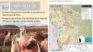 • La Reserva Nacional de Fauna Andina se encuentra en el
departamento de Potosí.
• Protege las lagunasVerde, Colorada, Salada, Busch, Hedionda,
190 especies vegetales y muchas especies animales.
 