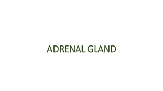 ADRENAL GLAND
 
