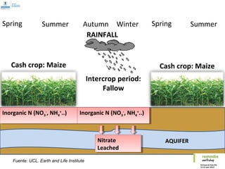 AQUIFER
Cash crop: Maize Cash crop: Maize
Spring Summer Autumn Winter Spring Summer
RAINFALL
Intercrop period:
Fallow
Inorganic N (NO3
-
, NH4
+
..) Inorganic N (NO3
-
, NH4
+
..)
Nitrate
Leached
Nitrate
Leached
Fuente: UCL. Earth and Life Institute
 