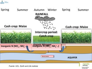RAINFALL
Cash crop: Maize Cash crop: Maize
Spring Summer Autumn Winter Spring Summer
AQUIFER
Intercrop period:
Catch crop
Nitrate LeachedNitrate Leached
Inorganic N (NO3
-
, NH4
+
..) Inorganic N (NO3
-
, NH4
+
..)
Organic Nitrogen
Fuente: UCL. Earth and Life institute
 
