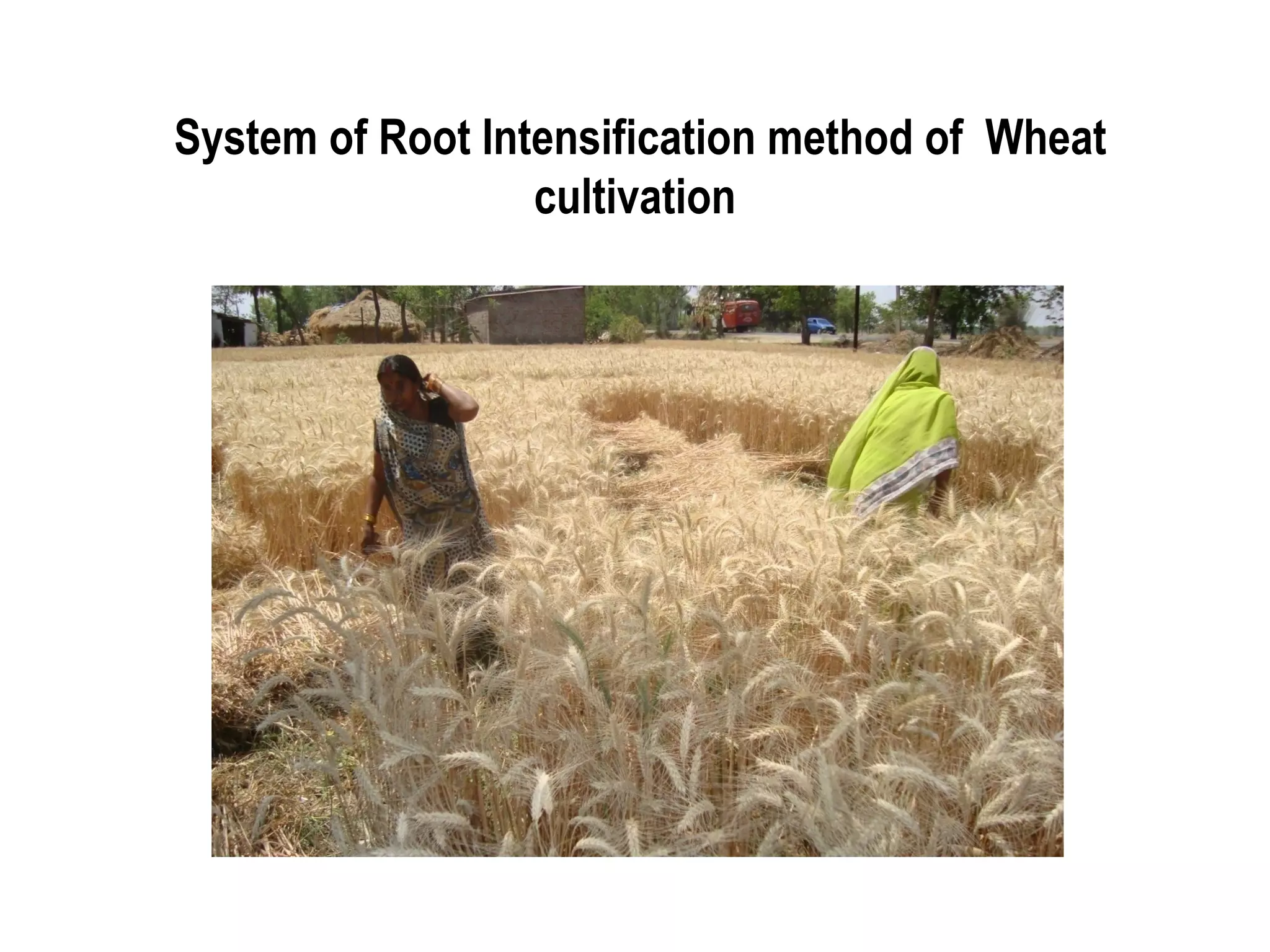 System of Root Intensification method of Wheat
                  cultivation
 