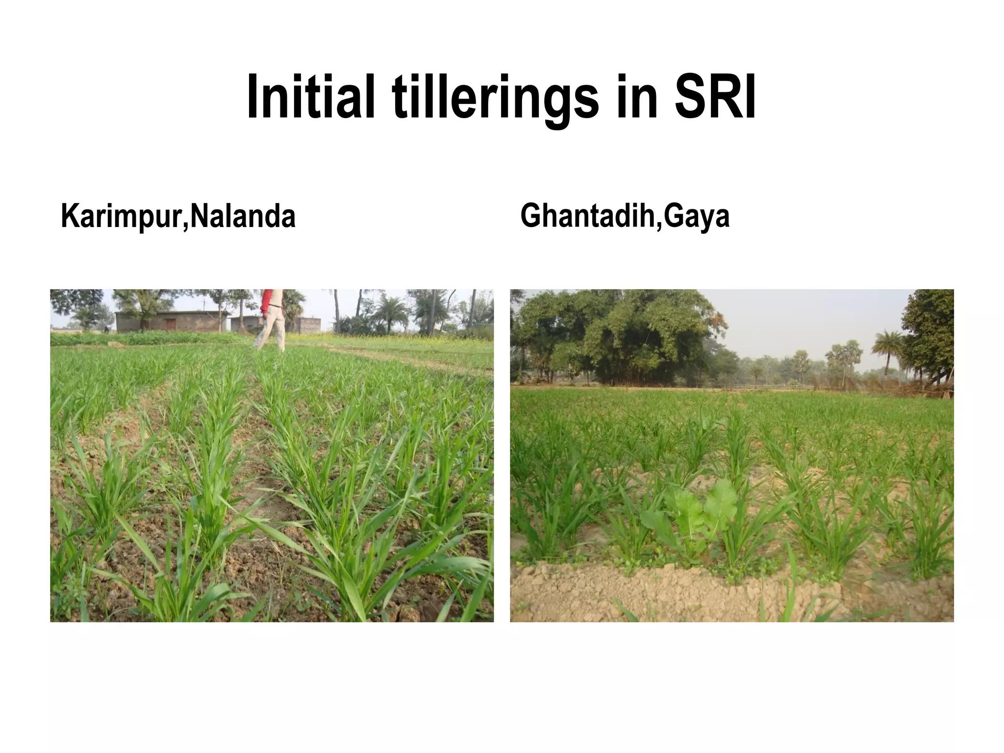 Initial tillerings in SRI
Karimpur,Nalanda         Ghantadih,Gaya
 