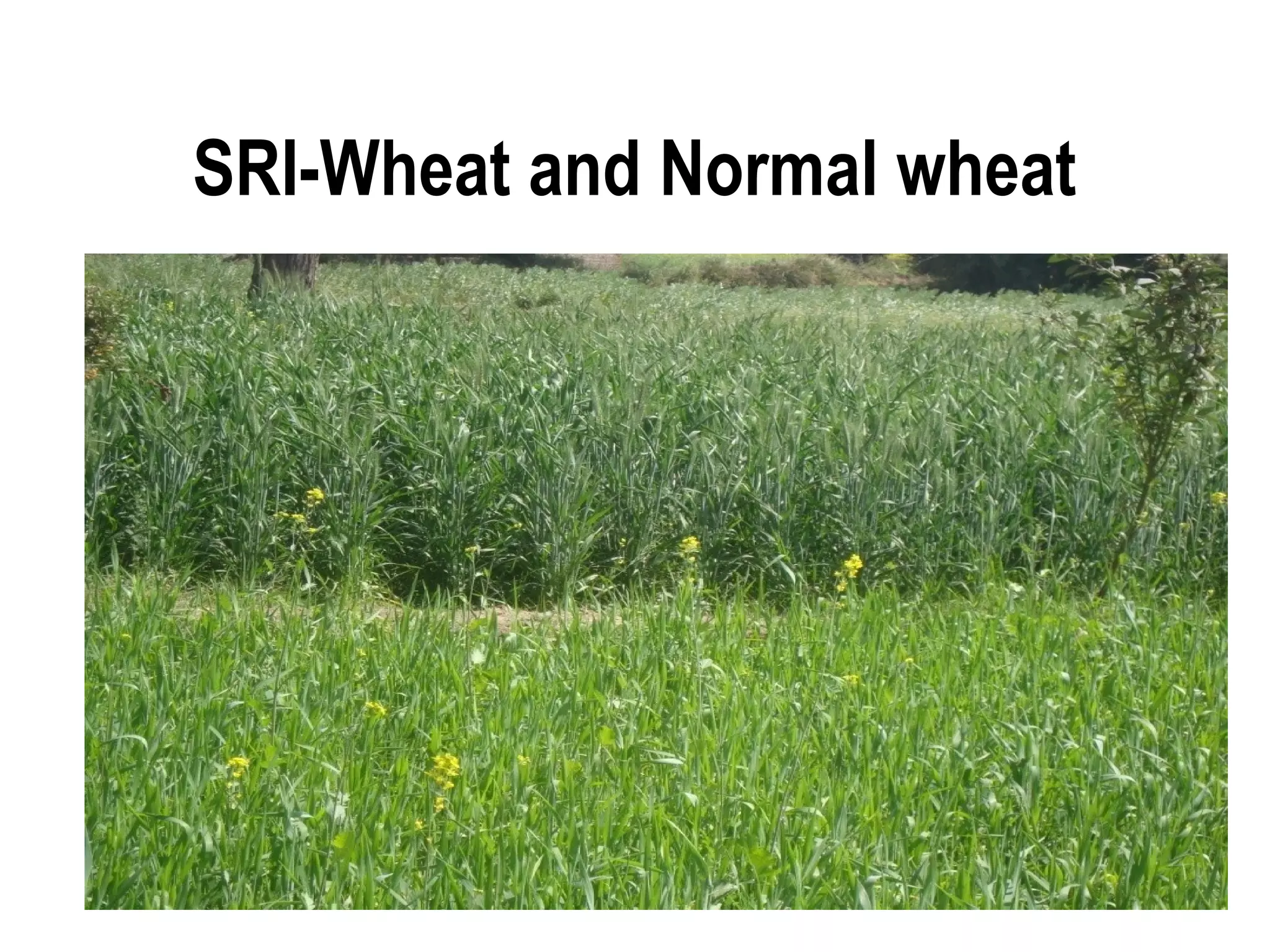 SRI-Wheat and Normal wheat
 