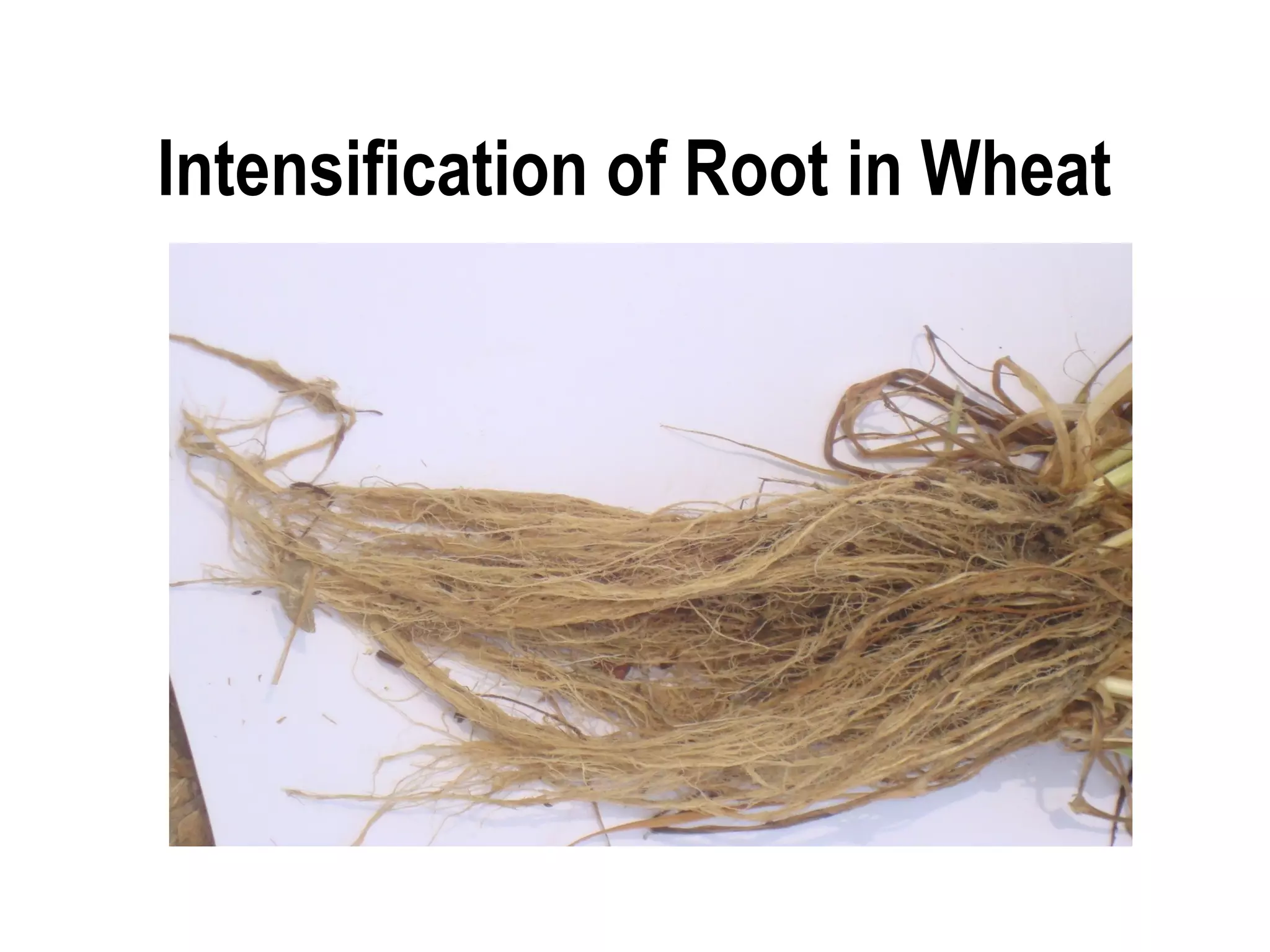 Intensification of Root in Wheat
 