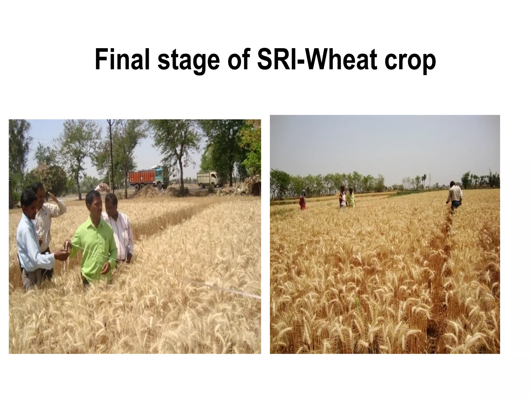 Final stage of SRI-Wheat crop
 
