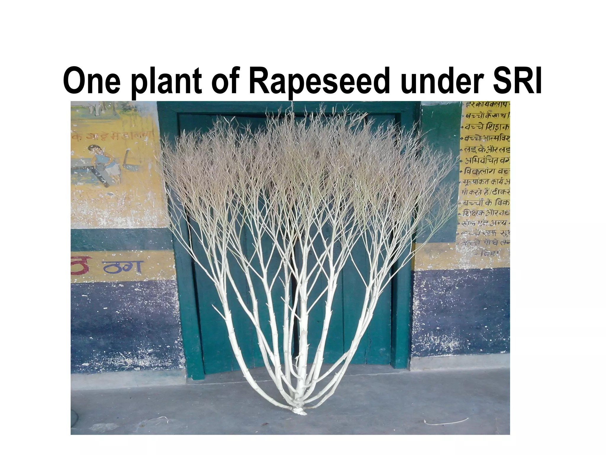 One plant of Rapeseed under SRI
 