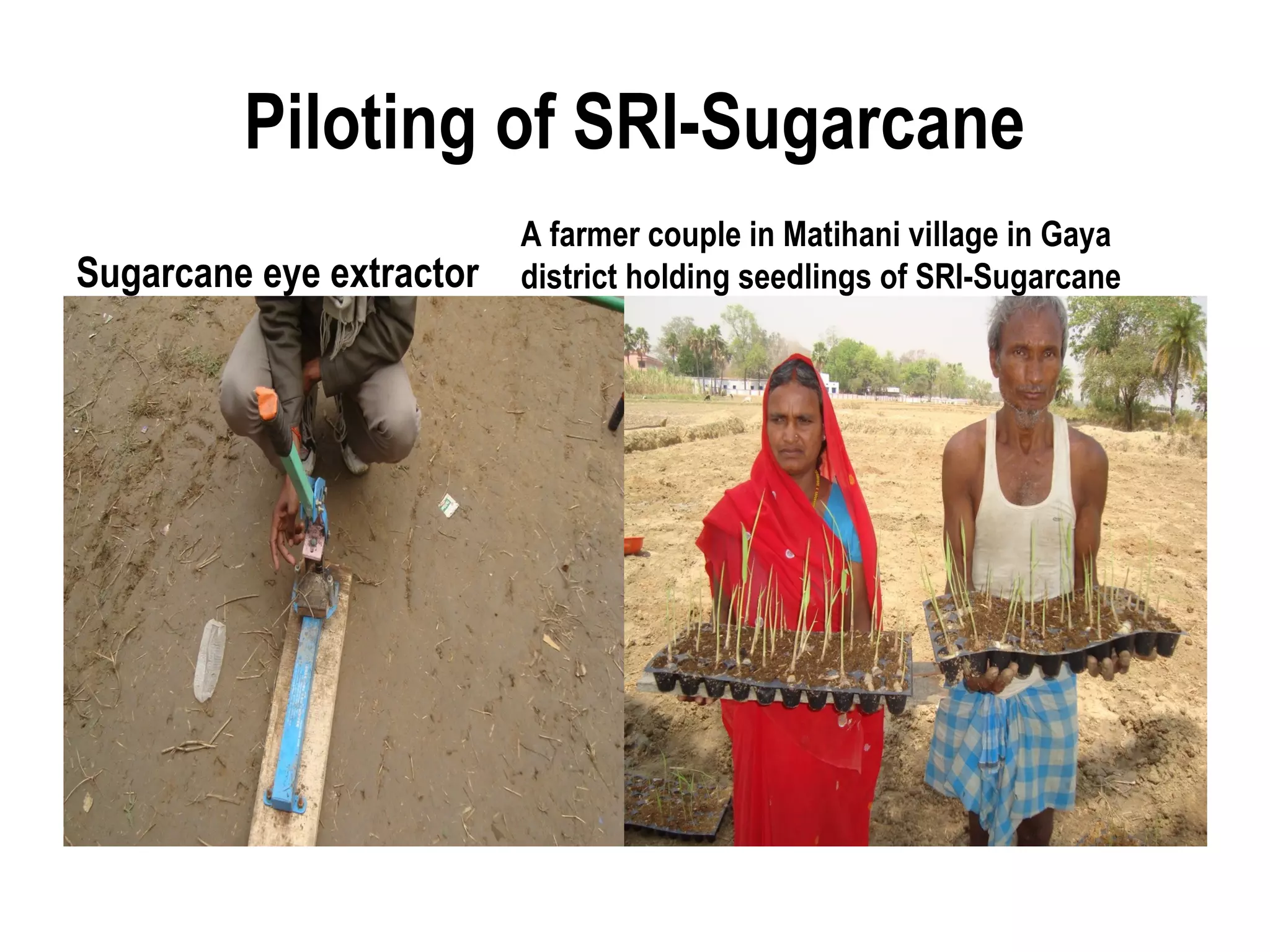 Piloting of SRI-Sugarcane
                          A farmer couple in Matihani village in Gaya
Sugarcane eye extractor   district holding seedlings of SRI-Sugarcane
 