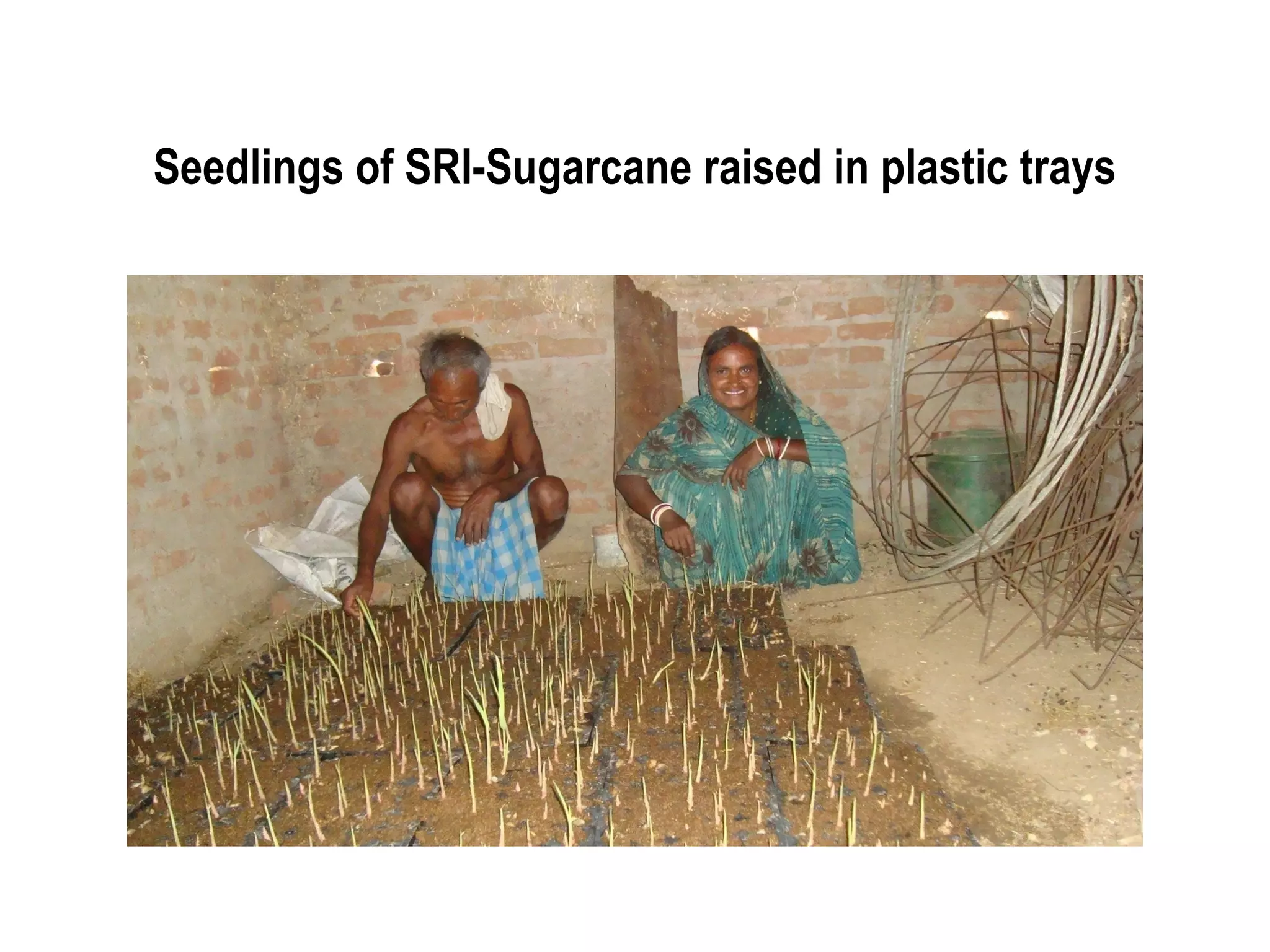 Seedlings of SRI-Sugarcane raised in plastic trays
 