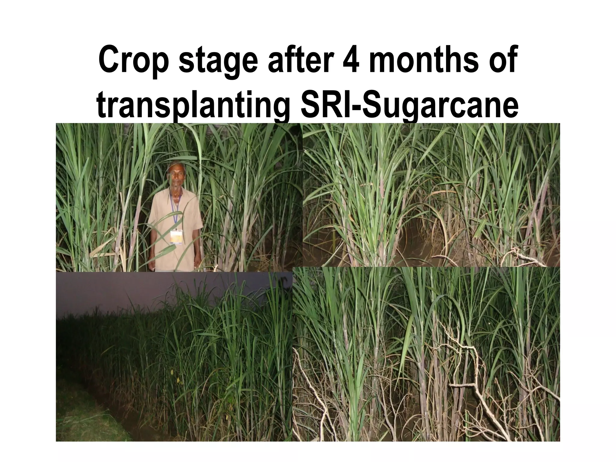 Crop stage after 4 months of
transplanting SRI-Sugarcane
 
