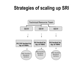 Strategies of scaling up SRI

                Technical Resource Team


         SEW               SEW             SEW




                      VO backed by     VO backed by
 FC/VO backed by
                       Gp of VRPs       Gp of VRPs
   Gp of VRPs


                       SHG families/
                         Marginal       SHG families/
      SHG families/
                         farmers          Marginal
        Marginal
                                          farmers
        farmers
 