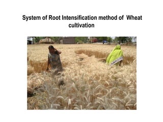 System of Root Intensification method of Wheat
                  cultivation
 