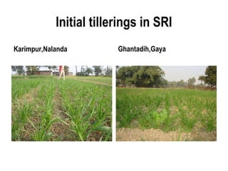 Initial tillerings in SRI
Karimpur,Nalanda         Ghantadih,Gaya
 