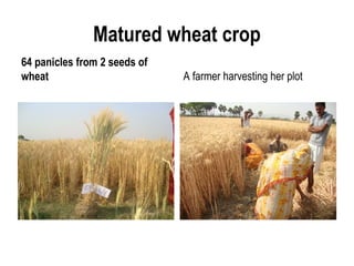 Matured wheat crop
64 panicles from 2 seeds of
wheat                         A farmer harvesting her plot
 